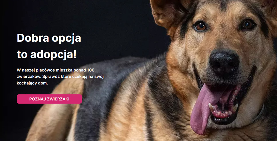 Adopcje ze Schroniska dla Bezdomnych Zwierząt w Świdnicy